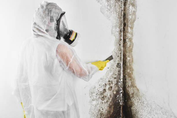 Best Mold Damage Repair  in Aumsville, OR