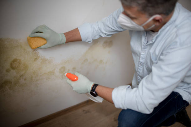 Professional Mold Removal in Aumsville, OR